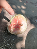 写真：すいかの中身